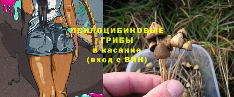 Галлюциногенные грибы Cubensis  Касимов 